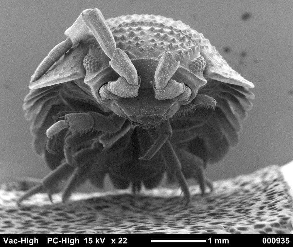 Pill bug electron microscope closeup